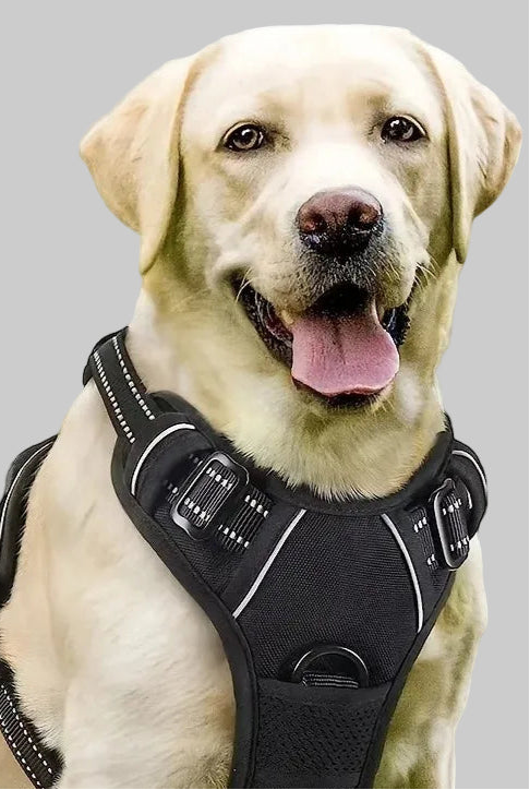 Comfort Leather Dog Harness & Leash Set